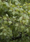 Einzelbild 7 Schwarz-Pappel - Populus nigra