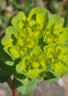 Einzelbild 7 Sonnenwend-Wolfsmilch - Euphorbia helioscopia
