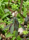 Einzelbild 5 Mandelblättrige Wolfsmilch - Euphorbia amygdaloides