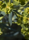 Einzelbild 6 Steppen-Wolfsmilch - Euphorbia seguieriana subsp. seguieriana