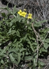 Einzelbild 5 Schmalblättriger Doppelsame - Diplotaxis tenuifolia