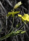 Einzelbild 6 Schmalblättriger Doppelsame - Diplotaxis tenuifolia