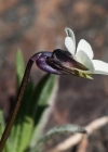 Einzelbild 2 Zwerg-Stiefmütterchen - Viola kitaibeliana