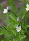 Einzelbild 3 Zwerg-Stiefmütterchen - Viola kitaibeliana