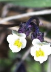 Einzelbild 4 Zwerg-Stiefmütterchen - Viola kitaibeliana