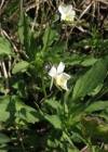 Einzelbild 8 Zwerg-Stiefmütterchen - Viola kitaibeliana
