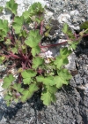 Einzelbild 7 Rundblättriger Storchschnabel - Geranium rotundifolium