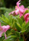 Einzelbild 7 Bewimperte Alpenrose - Rhododendron hirsutum