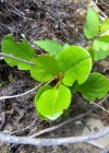 Einzelbild 6 Rundblättriges Wintergrün - Pyrola rotundifolia