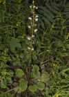 Einzelbild 7 Rundblättriges Wintergrün - Pyrola rotundifolia