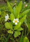 Einzelbild 5 Stängellose Schlüsselblume - Primula acaulis