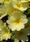 Einzelbild 6 Stängellose Schlüsselblume - Primula acaulis