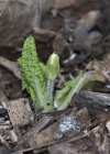 Einzelbild 7 Stängellose Schlüsselblume - Primula acaulis