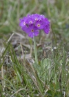 Einzelbild 5 Mehl-Primel - Primula farinosa