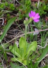 Einzelbild 6 Mehl-Primel - Primula farinosa