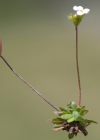 Einzelbild 7 Stumpfblättriger Mannsschild - Androsace obtusifolia