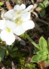 Einzelbild 8 Stumpfblättriger Mannsschild - Androsace obtusifolia
