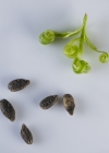 Einzelbild 5 Kleines Springkraut - Impatiens parviflora