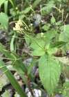 Einzelbild 7 Kleines Springkraut - Impatiens parviflora