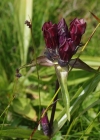 Einzelbild 3 Purpur-Enzian - Gentiana purpurea