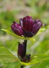 Einzelbild 4 Purpur-Enzian - Gentiana purpurea