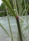 Einzelbild 5 Land-Reitgras - Calamagrostis epigejos