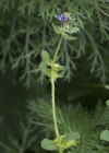 Einzelbild 4 Niederliegendes Scharfkraut - Asperugo procumbens
