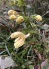 Einzelbild 5 Klebrige Salbei - Salvia glutinosa
