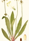Einzelbild 5 Spitz-Wegerich - Plantago lanceolata