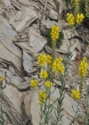 Einzelbild 7 Italienisches Leinkraut - Linaria angustissima