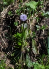 Einzelbild 5 Schaft-Kugelblume - Globularia nudicaulis