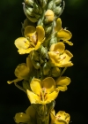 Einzelbild 6 Kleinblütige Königskerze - Verbascum thapsus