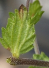 Einzelbild 6 Wiesen-Augentrost - Euphrasia rostkoviana