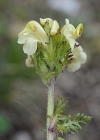 Einzelbild 8 Knolliges Läusekraut - Pedicularis tuberosa