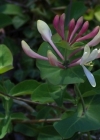 Einzelbild 5 Garten-Geissblatt - Lonicera caprifolium