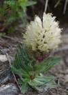 Einzelbild 6 Straussblütige Glockenblume - Campanula thyrsoides