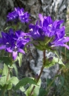 Einzelbild 8 Gewöhnliche Knäuel-Glockenblume - Campanula glomerata subsp. glomerata