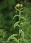 Einzelbild 5 Weiden-Alant - Inula salicina