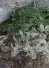 Einzelbild 6 Ährige Edelraute - Artemisia genipi