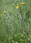 Einzelbild 5 Sumpf-Pippau - Crepis paludosa