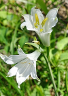 Einzelbild 8 Weisse Trichterlilie - Paradisea liliastrum