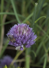 Einzelbild 5 Schnittlauch - Allium schoenoprasum