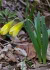 Einzelbild 8 Osterglocke - Narcissus pseudonarcissus