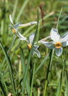 Einzelbild 8 Weisse Narzisse - Narcissus poëticus aggr.