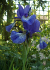 Einzelbild 8 Sibirische Schwertlilie - Iris sibirica