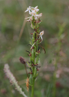 Einzelbild 7 Weisses Breitkölbchen - Platanthera bifolia