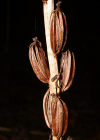 Einzelbild 8 Weisses Breitkölbchen - Platanthera bifolia
