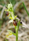 Einzelbild 6 Kleine Spinnen-Ragwurz - Ophrys araneola