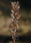 Einzelbild 6 Gefleckte Fingerwurz - Dactylorhiza maculata