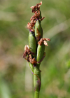 Einzelbild 8 Kleines Knabenkraut - Orchis morio